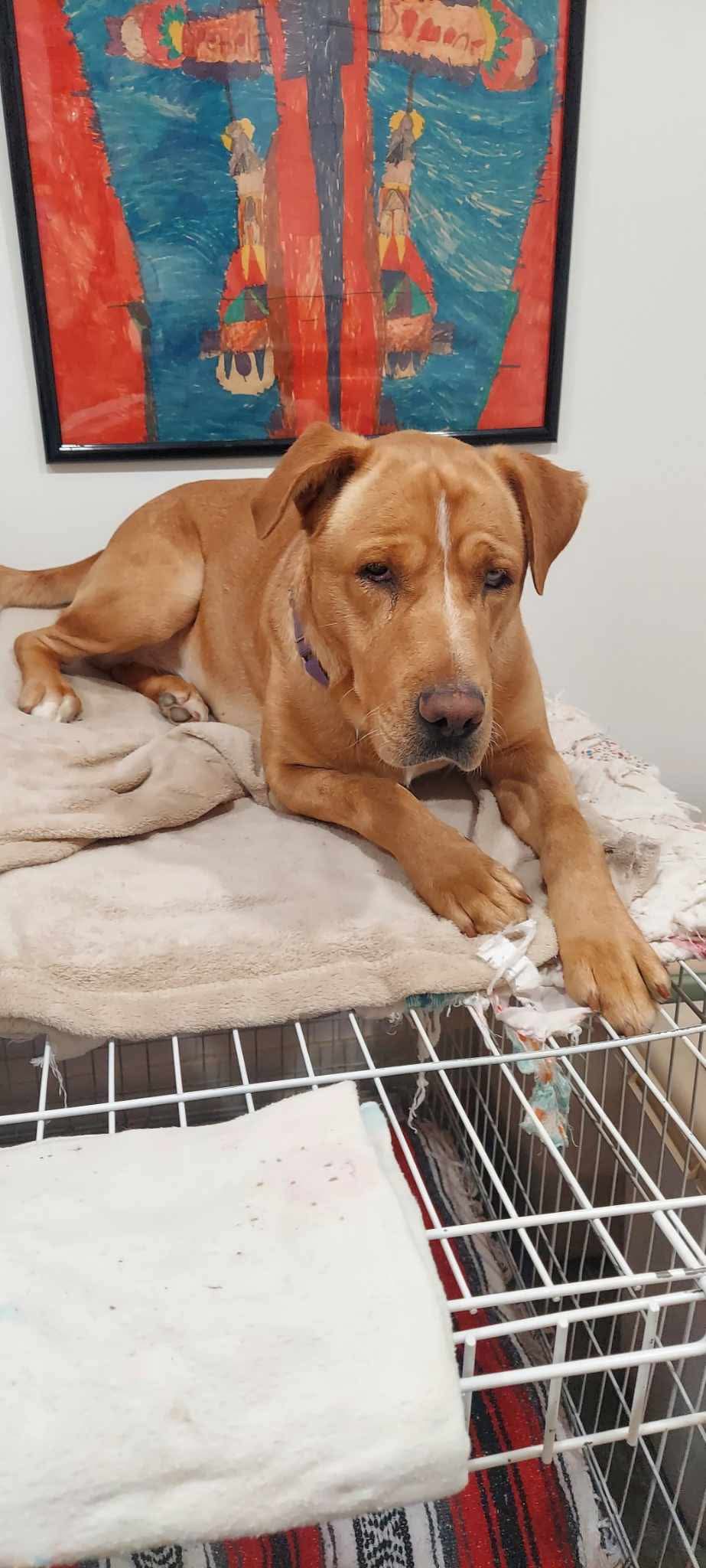 adoptable Dog in Dallas, TX named Marmaduke