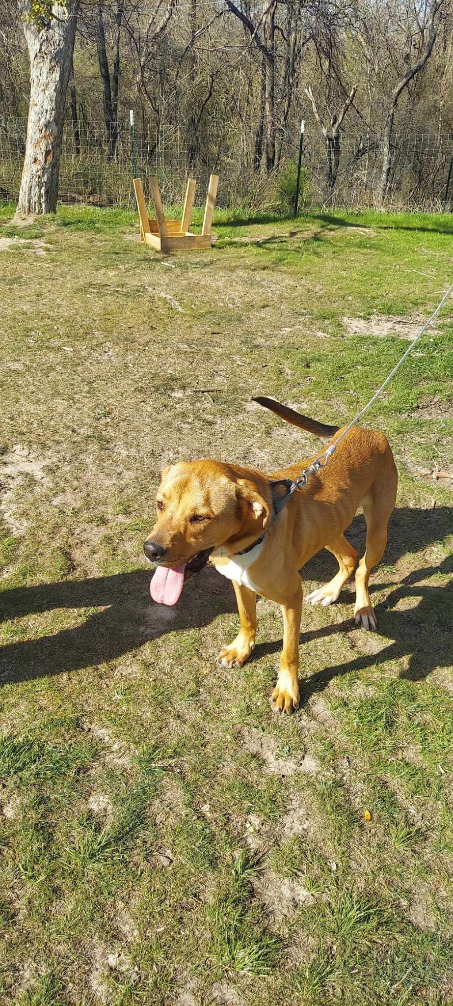 adoptable Dog in Dallas, TX named Nemo