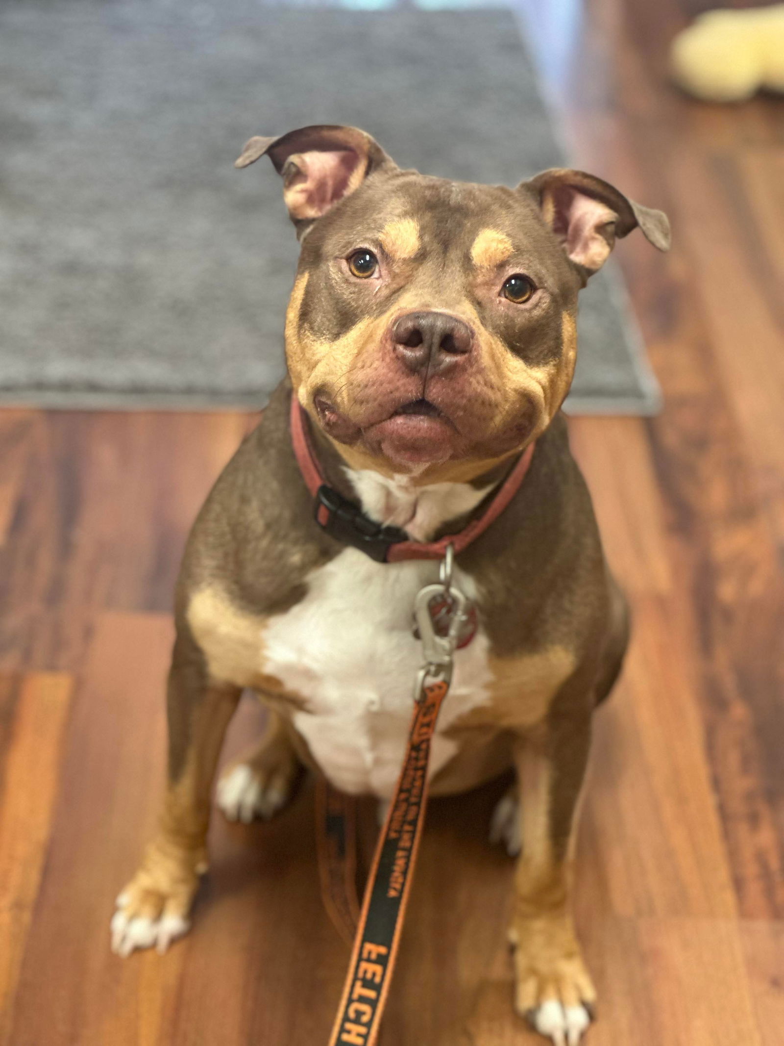 adoptable Dog in Dallas, TX named Phoenix
