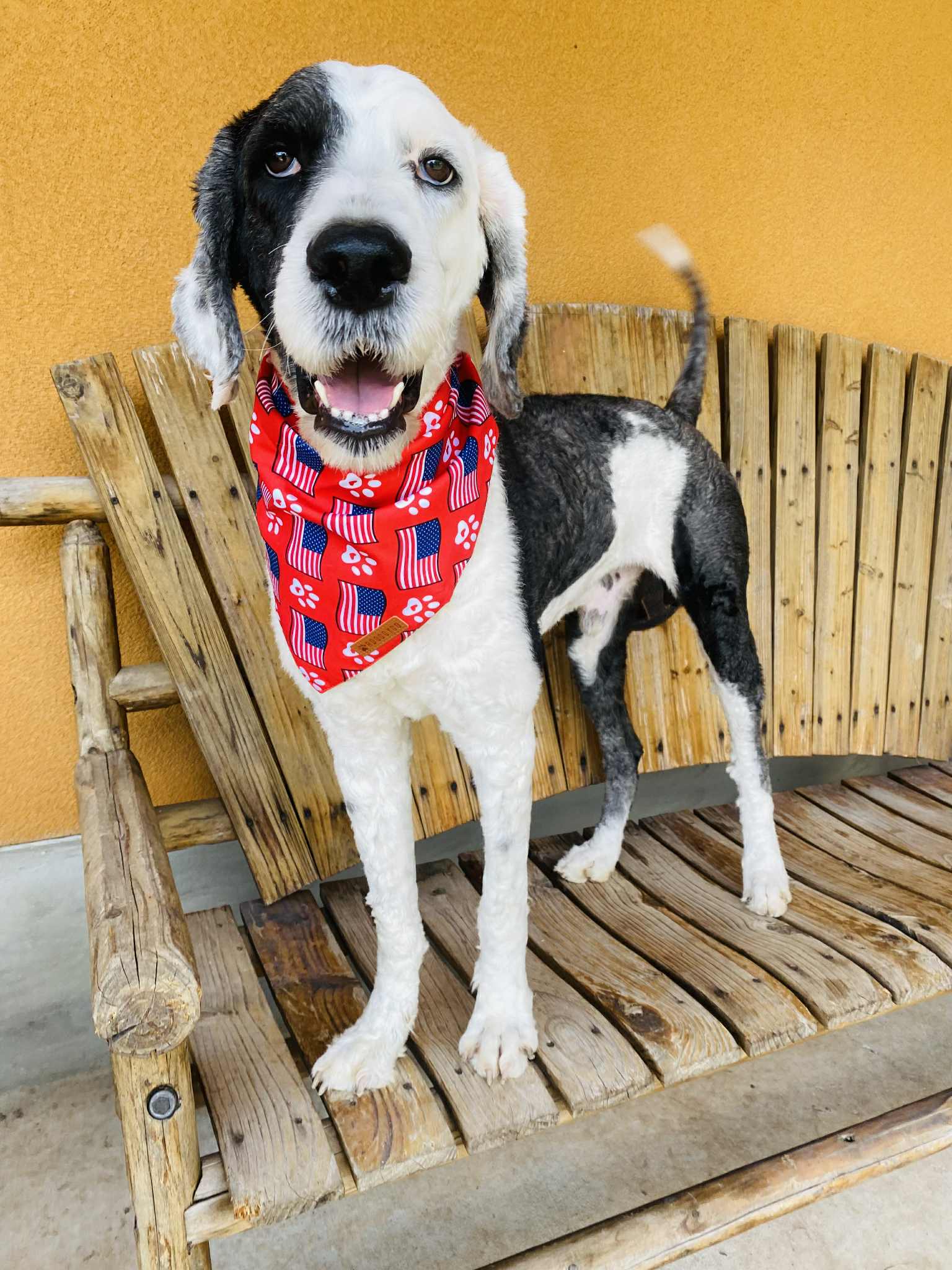 adoptable Dog in Dallas, TX named Sunny