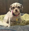 adoptable Dog in  named Myrtle