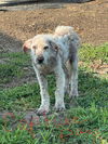 adoptable Dog in dallas, TX named Angela