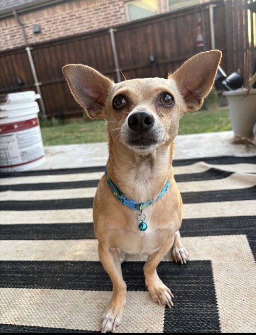 picture of the dog needing adoption