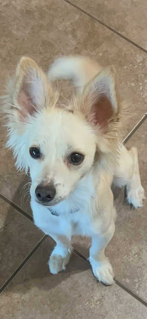 picture of the dog needing adoption