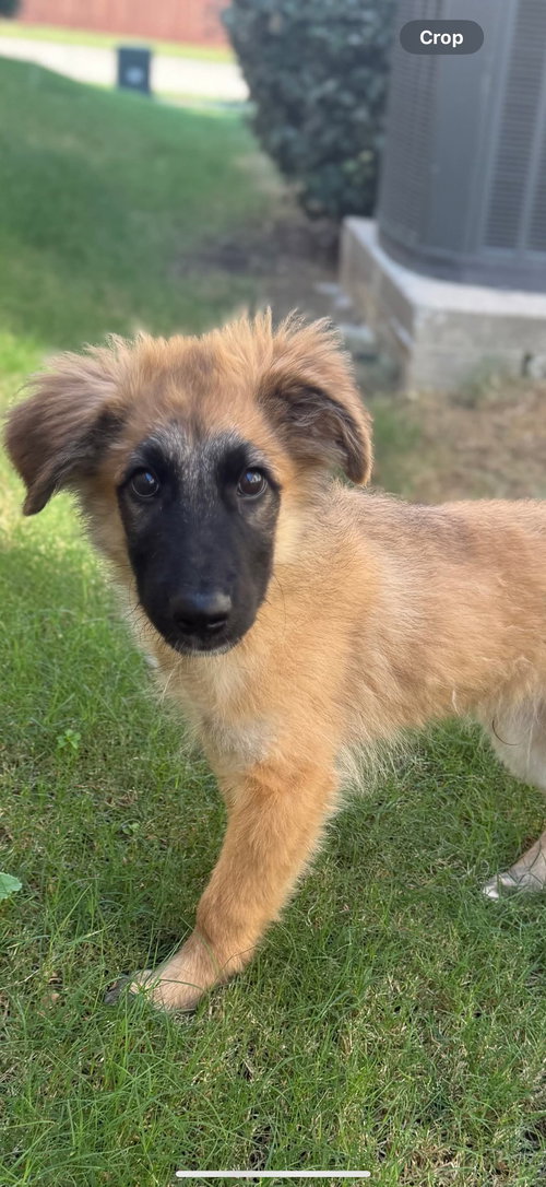 picture of the dog needing adoption