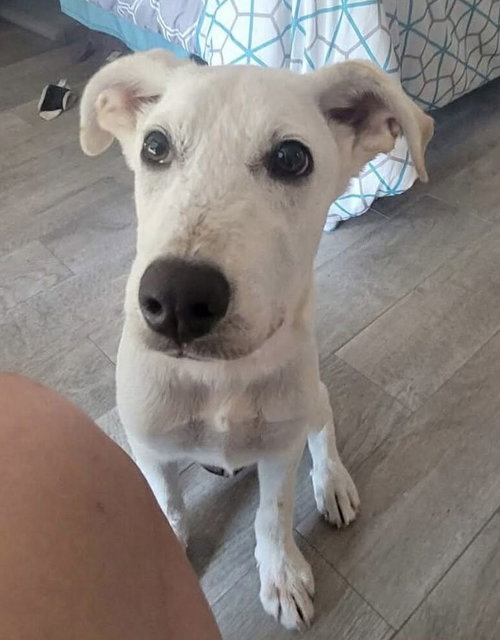 picture of the dog needing adoption