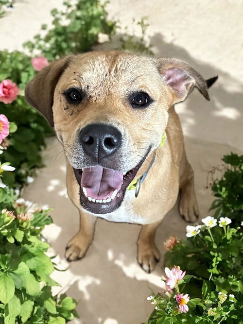 picture of the dog needing adoption