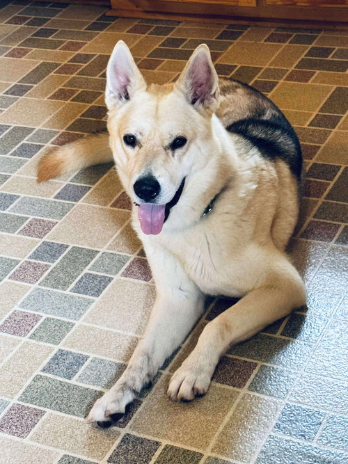 picture of the dog needing adoption