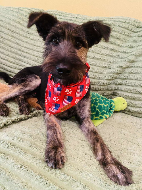 picture of the dog needing adoption