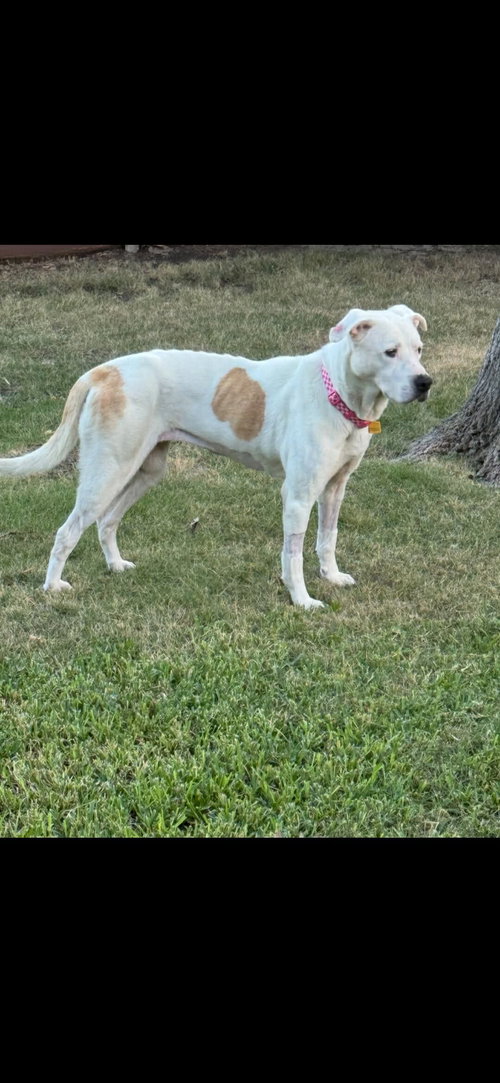 picture of the dog needing adoption