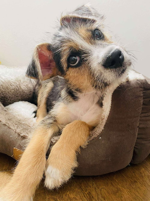 picture of the dog needing adoption