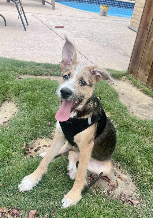 picture of the dog needing adoption