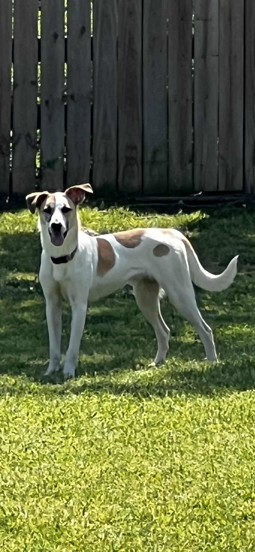 picture of the dog needing adoption