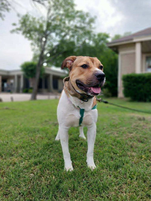 picture of the dog needing adoption