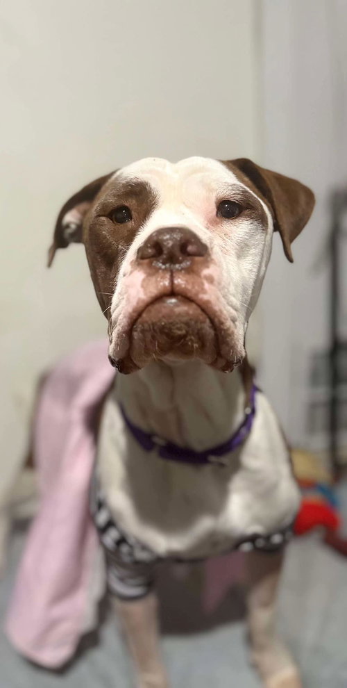 picture of the dog needing adoption