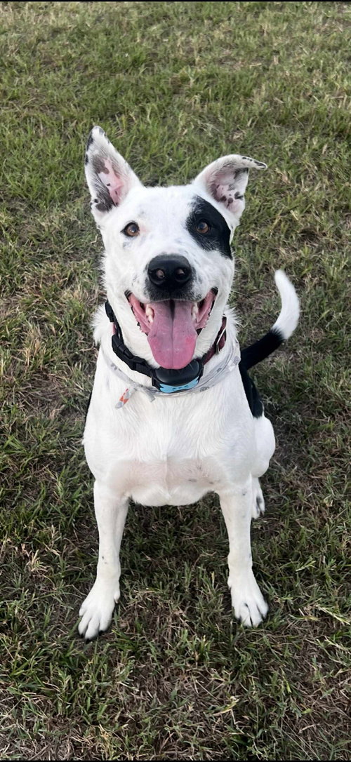 Photo of Spot