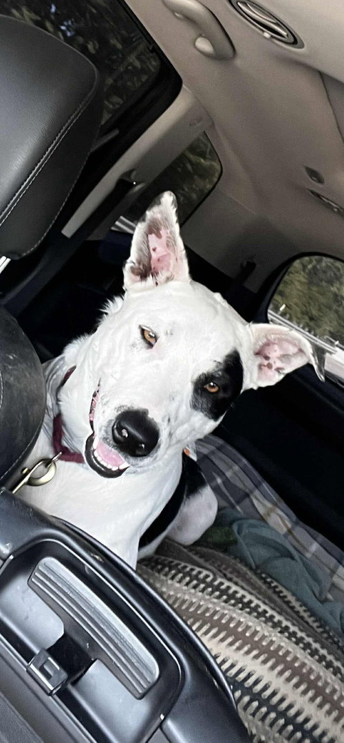 Photo of Spot