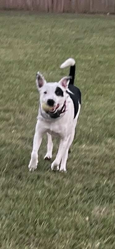 Photo of Spot