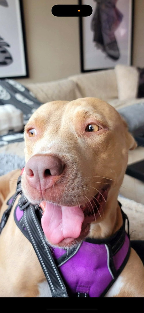 picture of the dog needing adoption