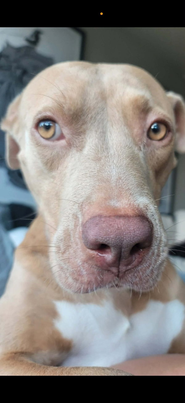 Hazel