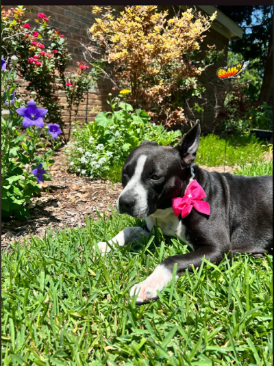MAPLE - Terrier / Staffordshire Bull Terrier available for adoption