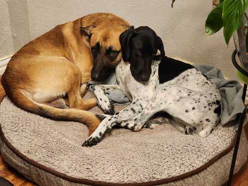 picture of the dog needing adoption