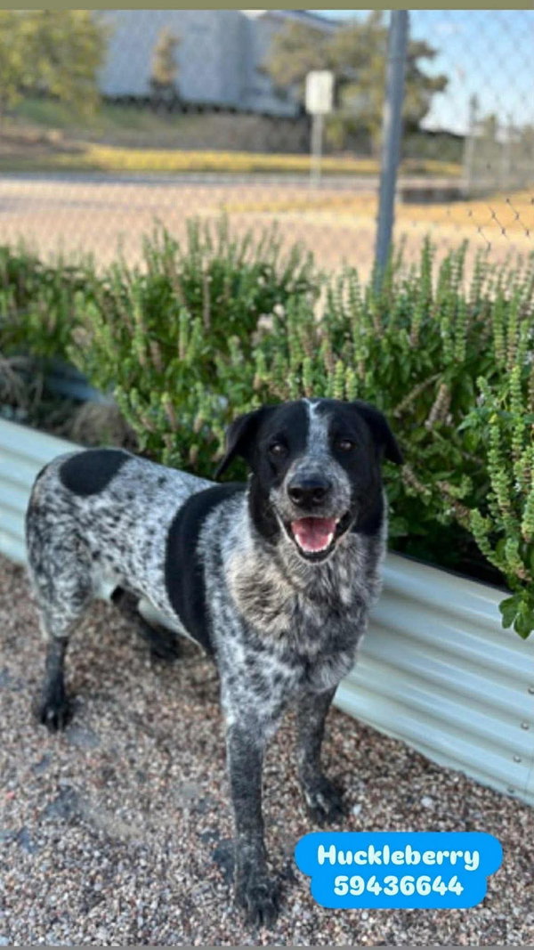 Huckleberry