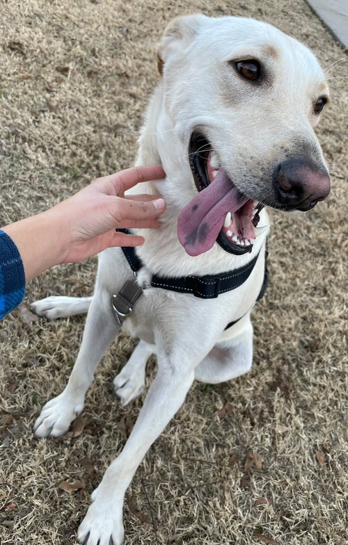 picture of the dog needing adoption