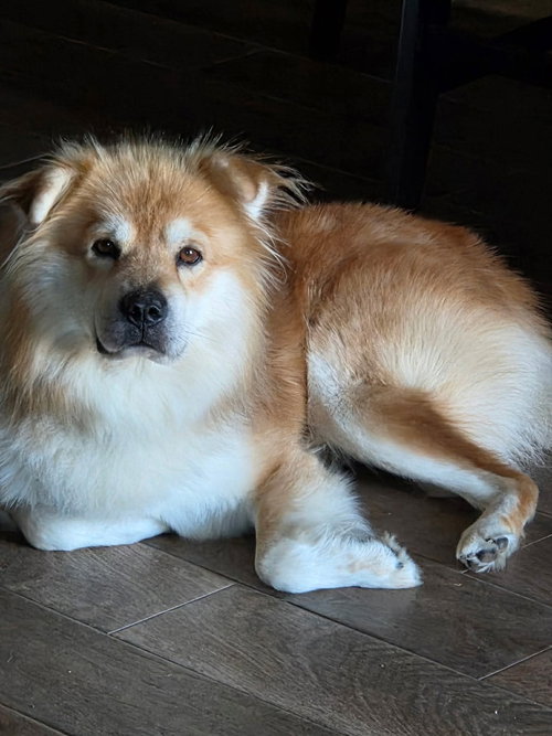 picture of the dog needing adoption