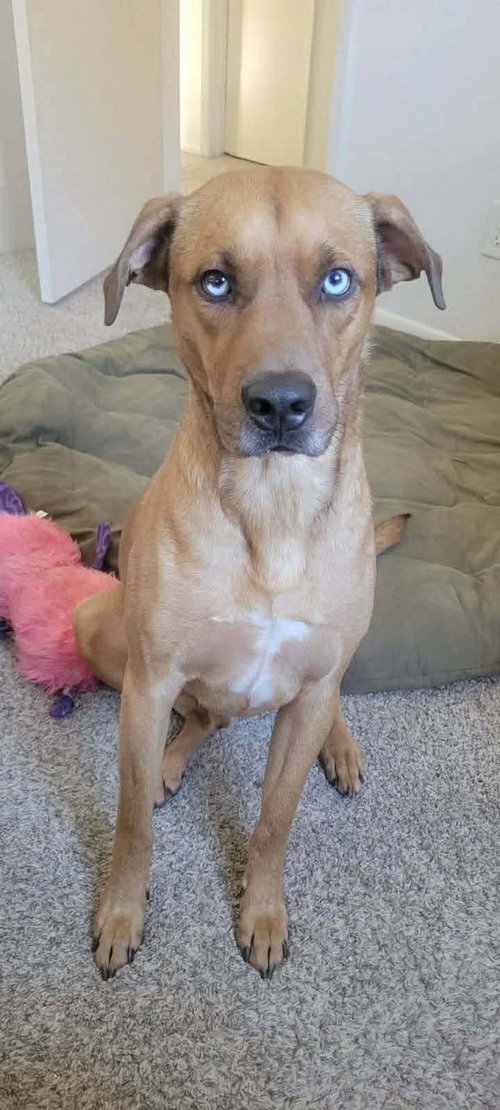 picture of the dog needing adoption
