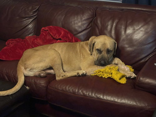 picture of the dog needing adoption