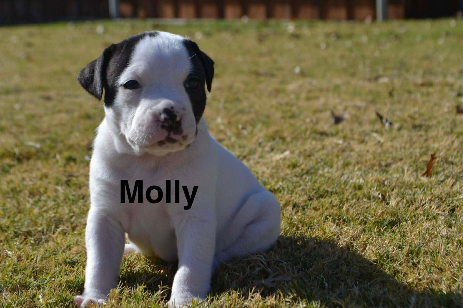 Molly