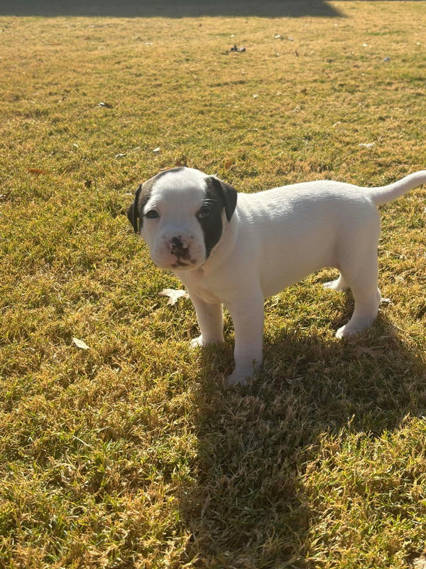 Molly