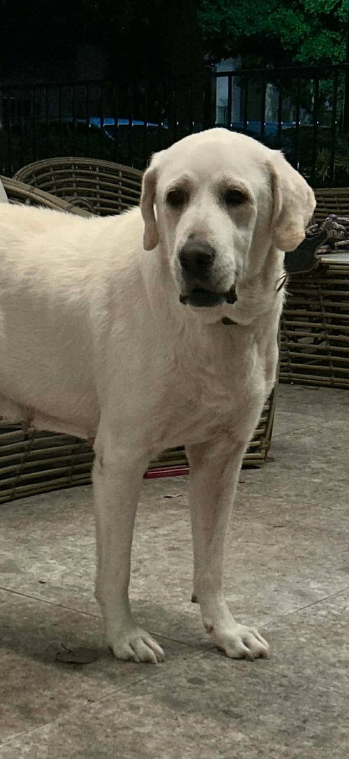 picture of the dog needing adoption