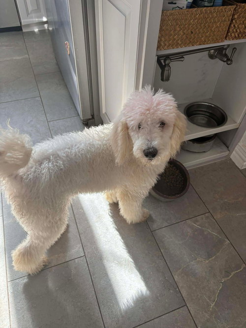 picture of the dog needing adoption