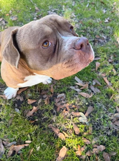 picture of the dog needing adoption