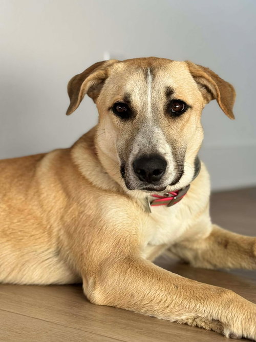 picture of the dog needing adoption