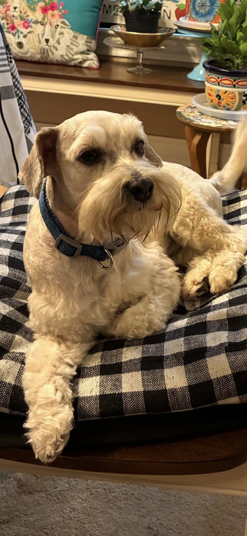 picture of the dog needing adoption