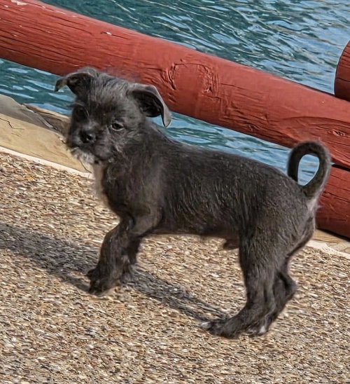 Buzz, an adoptable Terrier in Dallas, TX