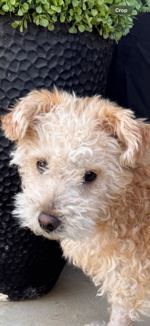 Ricky, an adoptable Poodle in Dallas, TX