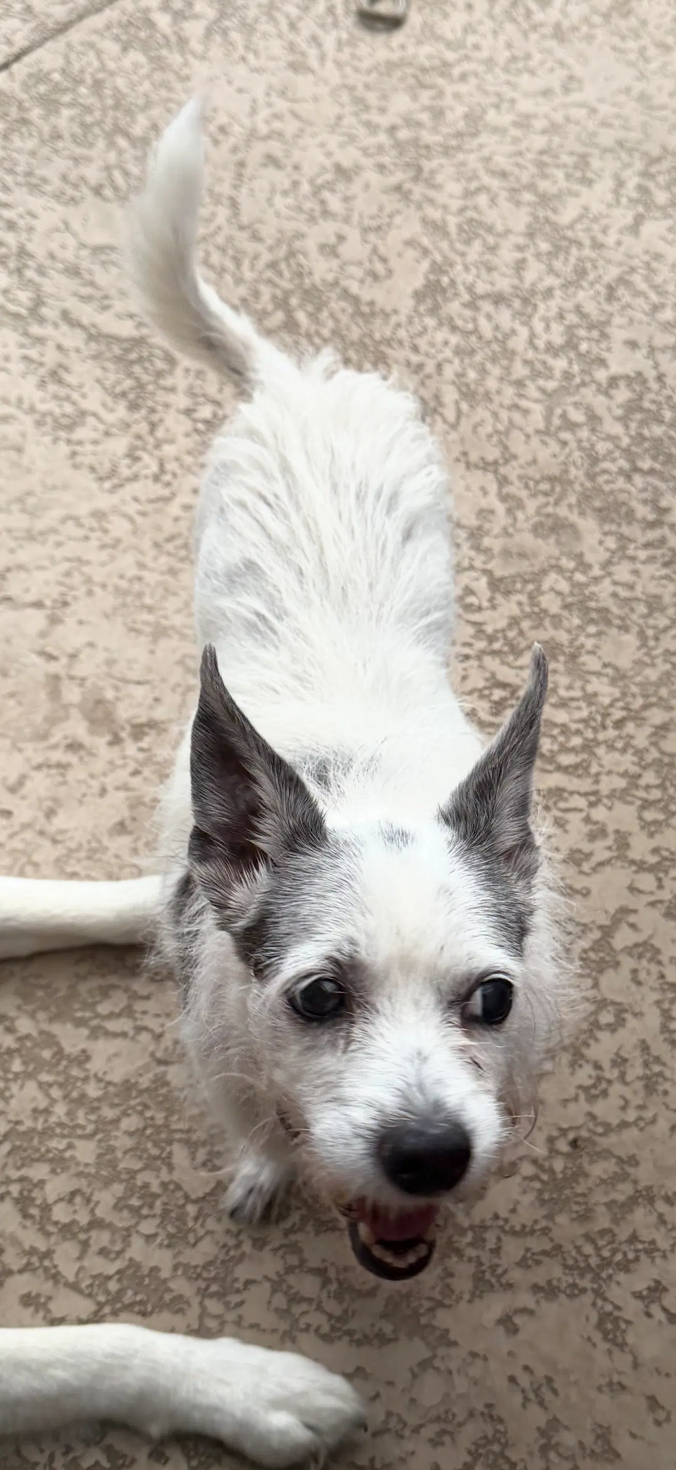 Little Bit - Terrier