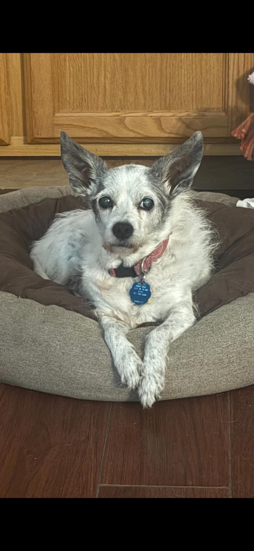 Little Bit, a dog for adoption from Paws of Love Animal Rescue