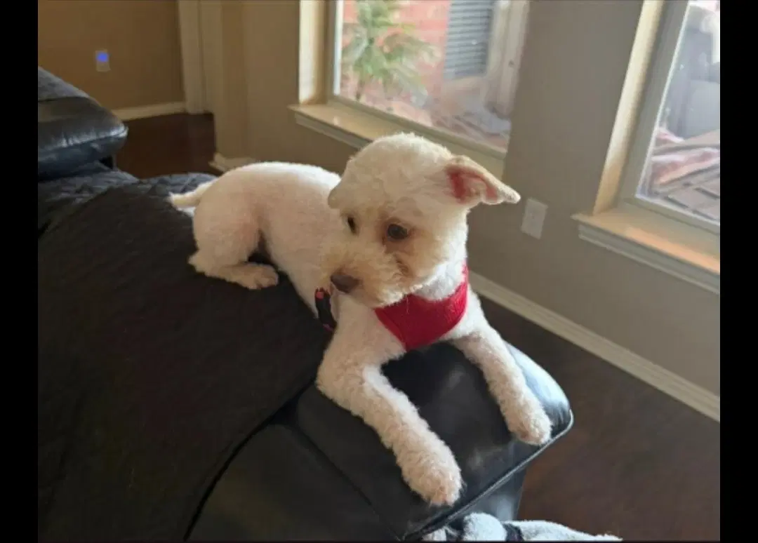 Charlie - Poodle (unknown type)
