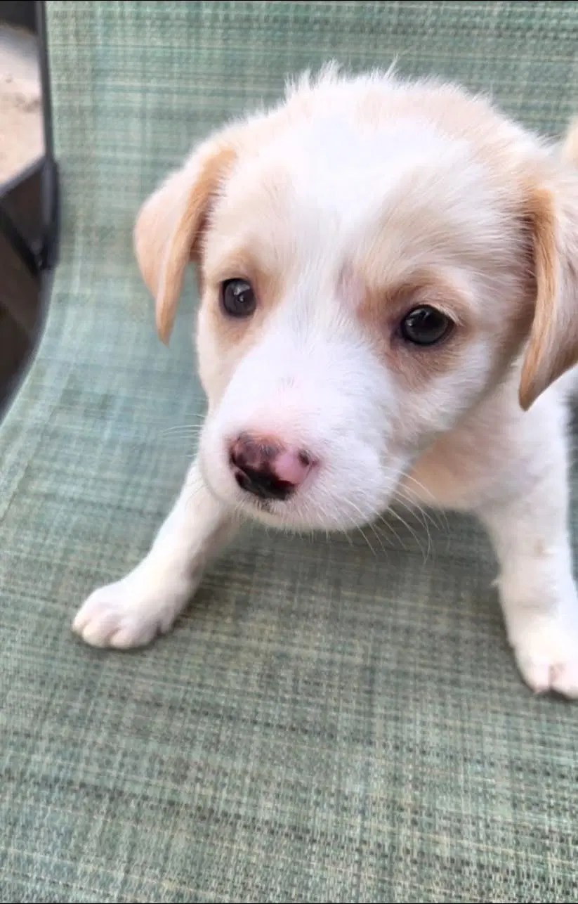 Three Lab Mix Puppies image 2