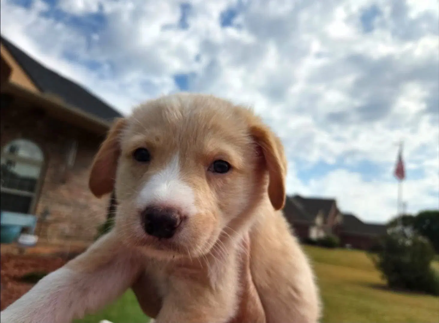 Three Lab Mix Puppies image 3