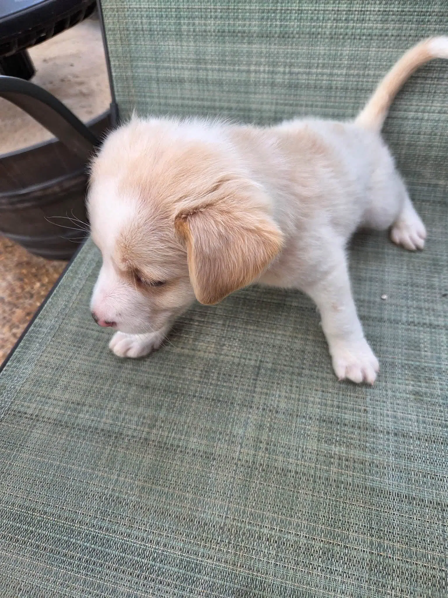 Three Lab Mix Puppies image 4