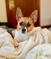 adoptable Dog in  named Cleo