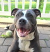 adoptable Dog in  named Dahlia