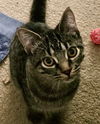 adoptable Cat in  named Oberon / Nymphadora