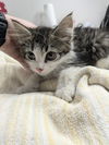 adoptable Cat in  named Puk / Tybalt